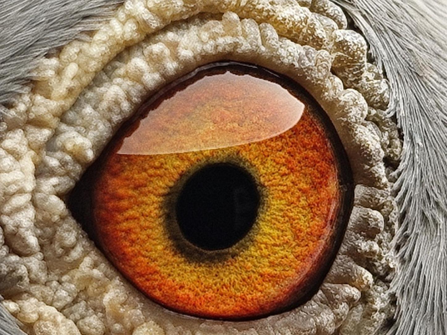 Pigeon eye